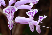 La propagación de orquídeas es uno de los proyectos que se realizan empleando el cultivo de tejidos.