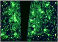 Fuxe fue uno de los primeros en identificar y mapear a las neuronas que liberan dopamina. En la imagen neuronas dopaminérgicas del cerebro de la rata.