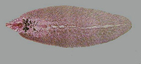 Fasciola hepática.