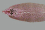 Fasciola hepática.