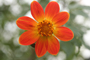 Dahlia coccinea conocida como Mirasol, una de las especies de la familia Asteraceae que se puede encontrar en la REPSA.