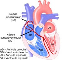 La variación del ritmo cardiaco es parte de las lí­neas de estudio del fí­sico del Cinvestav Mérida