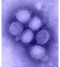 El virus de la influenza AH1N1, causante de la influenza humana, declarada pandemia por la Organización Mundial de la Salud.