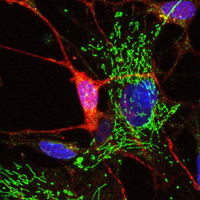 Las células gliales envolventes (rojo) son foco de atención para la medicina regenerativa. En la imagen cultivo primario de capa de nervios olfatorios de ratón, donde se muestra la célula marcada con un anticuerpo.