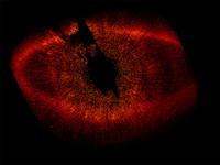 En el Primer Taller de Astrofísica Planetaria realizado en la UANL se realizó la simulación por computadora de formación de discos protoplanetarios. En la imagen, captada por el telescopio Hubble, se muestra un disco de polvo alrededor de la estrella Fomalhaut (HD 216956).