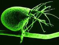 El genoma de Utricularia gibba tiene  alrededor de 80 millones de pares de bases, de las cuales, solo el tres por ciento es ADN 'basura'.