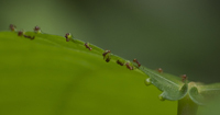 Hormigas visitando nectarios en una planta del género Heliocarpus.