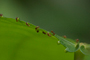 Hormigas visitando nectarios en una planta del género Heliocarpus.