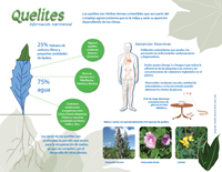 Existen cerca de 500 especies de quelites de la cuales se conocen apenas 30. Infografía: Natalia Rentería Nieto.