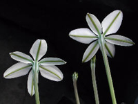 La Estrellita (Aster subulatus), planta con usos medicinales, forma parte de la especies que serán protegidas.