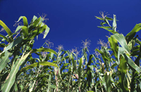 En el mundo se cultivan biotecnológicamente 65 millones de hectáreas de soya, 37 millones de hectáreas de maíz, 15 millones de hectáreas de algodón y  6 millones de canola.