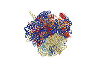 Estructura del ribosoma usando criomicroscopía electrónica. Tomada de la revista Nature (2013), del artículo “Criomicroscopía electrónica de alta resolución. Estructura del ribosoma Trypanosoma brucei”.
