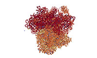Estructura del ribosoma usando rayos X. Imagen tomada de la revista Science (2011), del artículo 