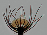 En la imagen,  hongo microscópico saprobio  Weisneriomyces  visto a través del microscopio.