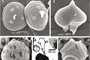 Especies de fitoplancton marino observadas mediante microscopía de luz y electrónica de barrido.