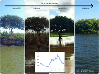 Variación del nivel de agua en Chaschoc, Tabasco, un humedal tropical ubicado en la cuenca del río Usumacinta que se alimenta del agua de lluvia.