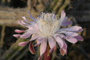 Las flores de las pitahayas, conocidas como “reinas de la noche”, son muy atractivas y con ellas se preparan diferentes infusiones para aliviar enfermedades del corazón.