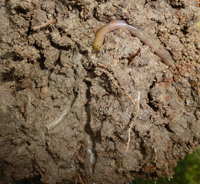 Las lombrices desempeñan un importante papel en la estructura física del suelo. En la imagen se observa la especie Pontoscolex corethrurus y las galerías que forman, las cuales facilitan la filtración del agua al subsuelo y con sus excretas enriquecen el suelo, entre otros servicios ecosistémicos.