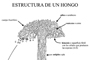 Esquema descriptivo de la estructura y forma de un Basidiomycete, uno de los grupos más diversos de hongos.