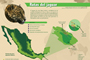 La estimación poblacional de jaguares es de 4 mil ejemplares distribuidos en todo el país, los cuales representan apenas el 30% de los que existían hace 60 años. Infografía: Natalia Rentería Nieto.