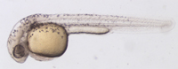 Embrión de pez cebra (Danio rerio).