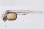 Embrión de pez cebra (Danio rerio).