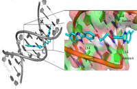 Modelado molecular del compuesto antiprotozoario bis-bencimidazólico derivado de la propamidina con el dodecamero de ADN.