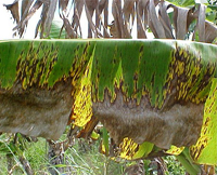 Hoja de banano mostrando síntomas tardíos de la Sigatoka negra en Uxmal, Yucatán.