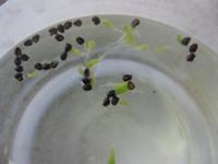Semillas flotantes de A. capricorne germinando después de permanecer 30 días en agua.