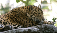 La Estrategia Nacional para la Conservación del Jaguar beneficiaría también a otras especies y a las actividades productivas.