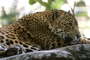 La Estrategia Nacional para la Conservación del Jaguar beneficiaría también a otras especies y a las actividades productivas.
