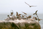 Aves marinas en el Mar de Cortés, en Baja California.