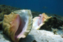Strombus gigas es un molusco emblemático del Mar Caribe y se encuentra amenazado en todos los países de la región debido a la sobreexplotación.